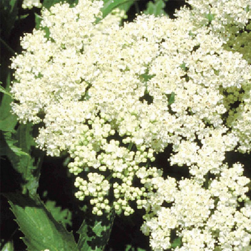 Viburnum dentatum Blue Muffin (Fioritura)