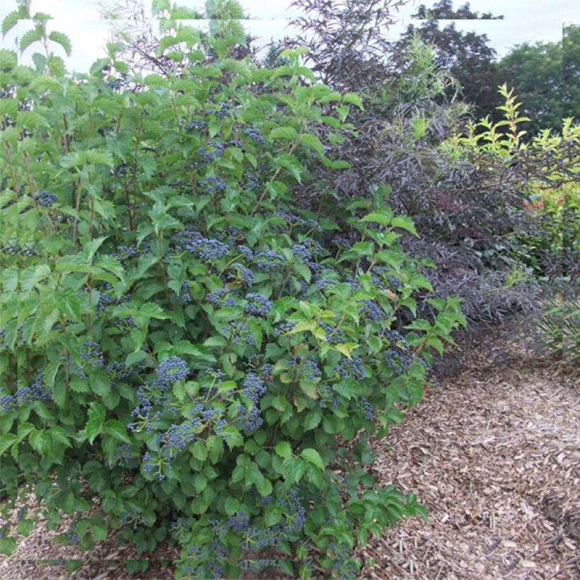 Viburnum dentatum Blue Muffin (Porto)