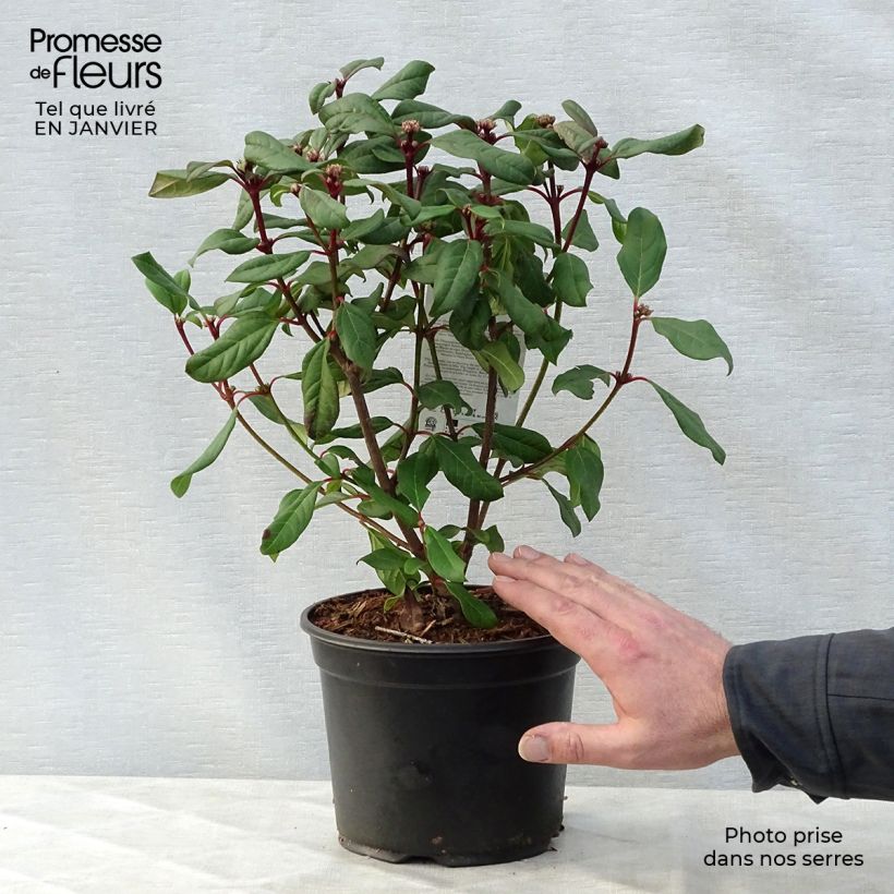 Viorne - Viburnum globosum Jermyns Globe Pot de 3L/4L esemplare consegnato in inverno