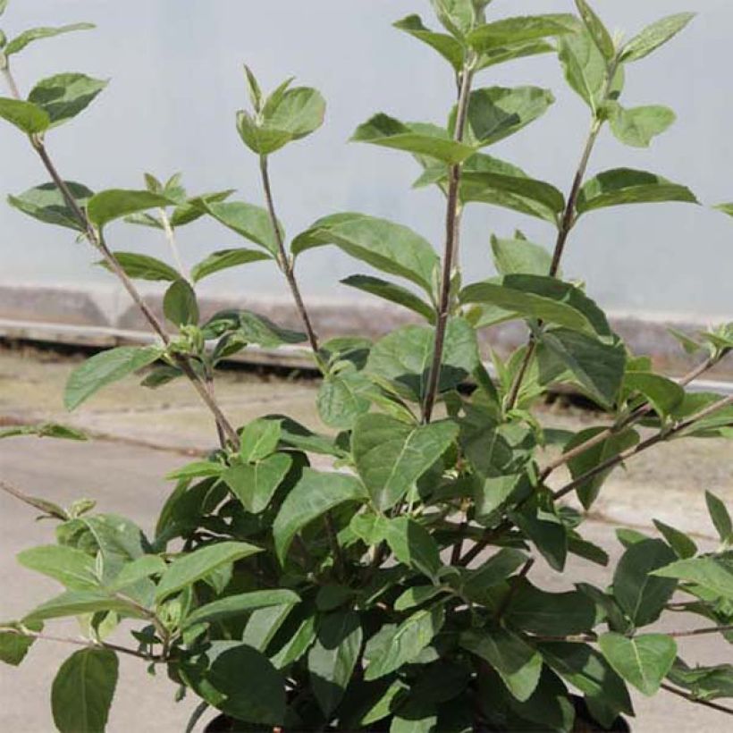 Viburnum macrocephalum Happy Fortuna (Fogliame)