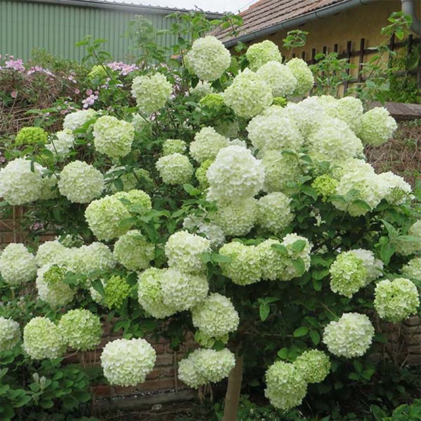 Viburnum macrocephalum Happy Fortuna (Fioritura)