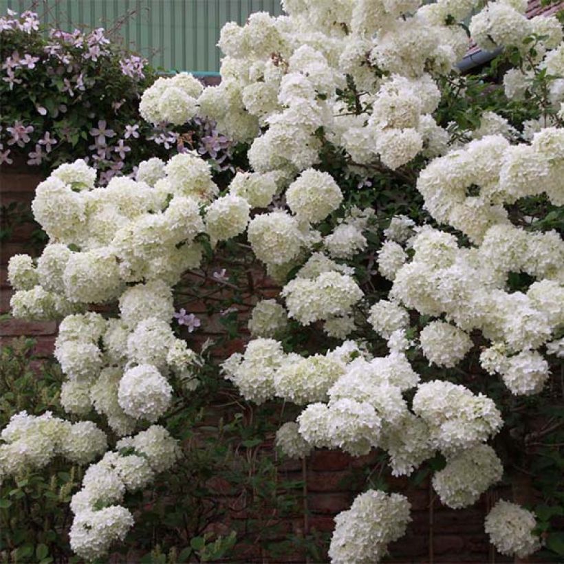 Viburnum macrocephalum Happy Fortuna (Porto)