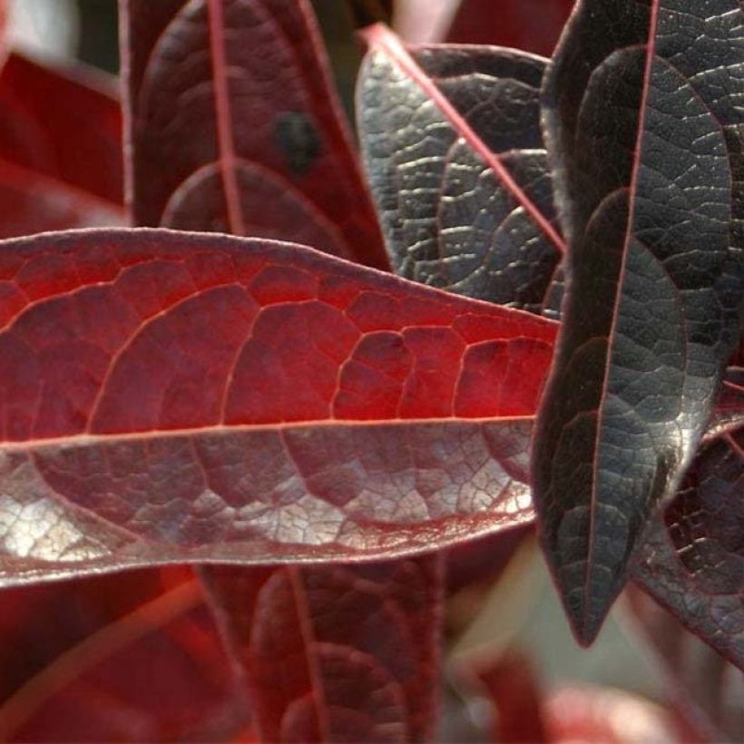 Viburnum nudum Brandywine (Fogliame)