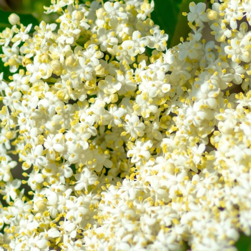 Viburnum nudum Brandywine (Fioritura)