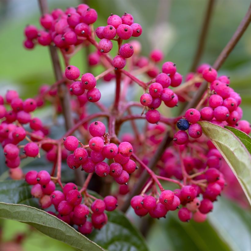 Viburnum nudum Brandywine (Raccolta)