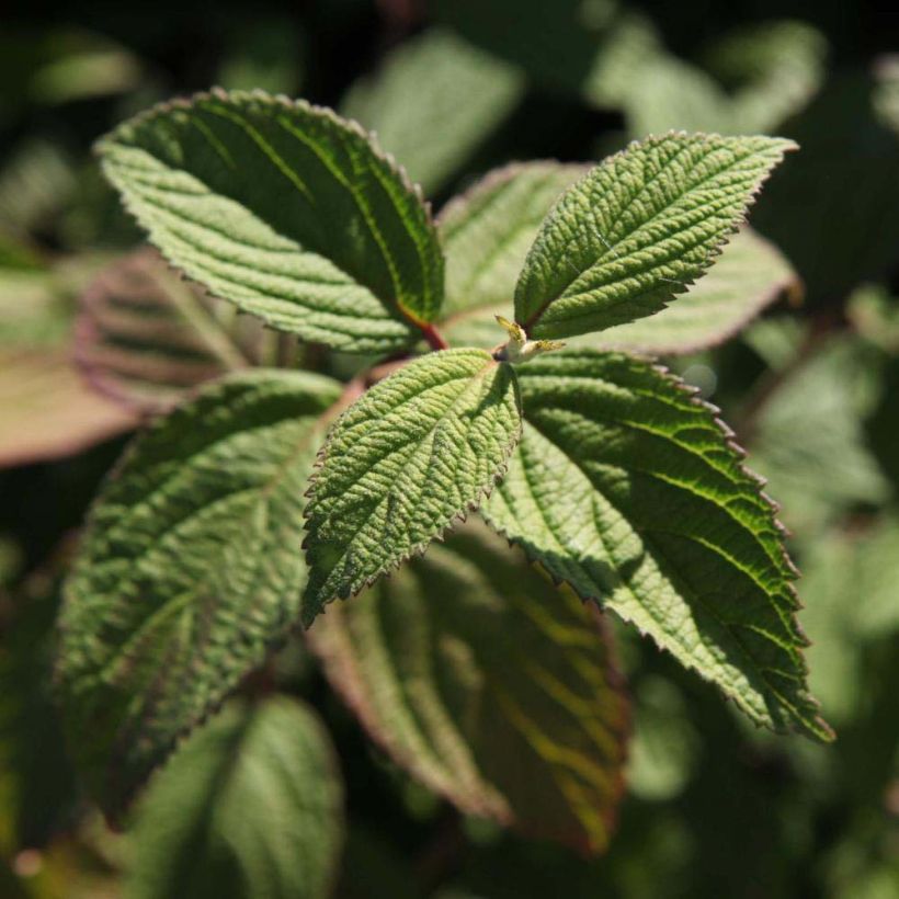 Viburnum nudum Pink Beauty (Fogliame)