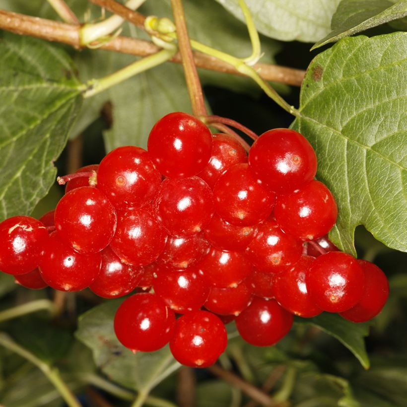 Viburnum opulus Tajożnyje Rubiny - Oppio (Raccolta)