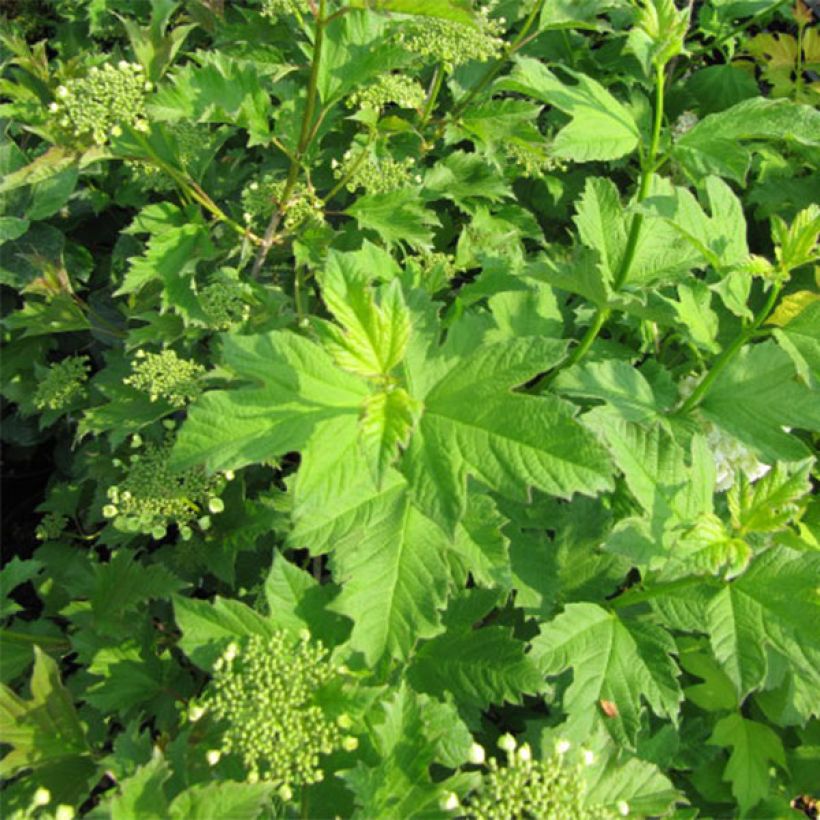 Viburnum opulus Xanthocarpum - Oppio (Fogliame)