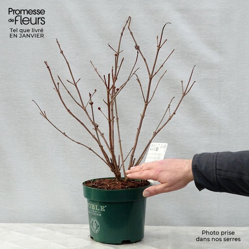 Viorne - Viburnum plicatum Grandiflorum Pot de 2L/3L esemplare consegnato in inverno