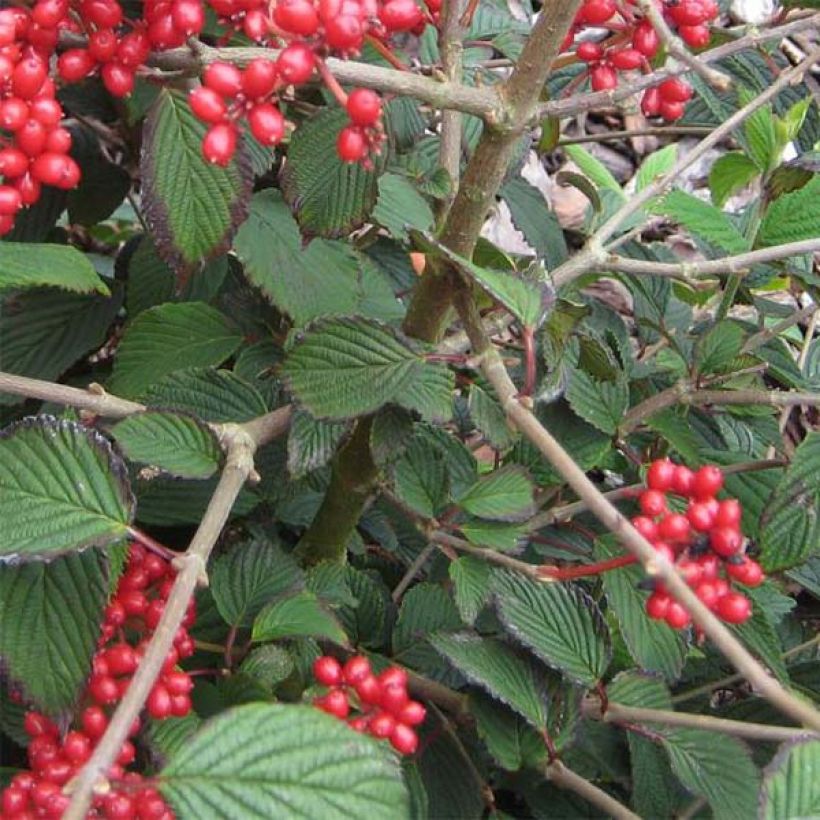 Viburnum plicatum Kilimanjaro Sunrise (Fogliame)