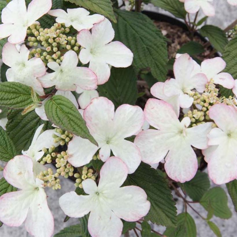 Viburnum plicatum Kilimanjaro Sunrise (Fioritura)