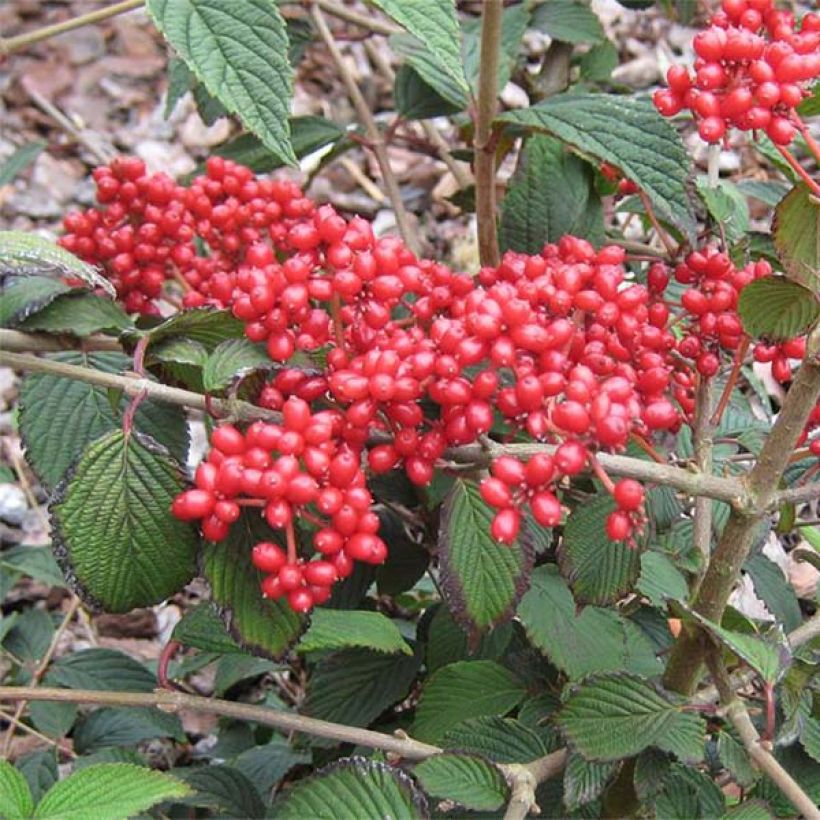 Viburnum plicatum Kilimanjaro Sunrise (Raccolta)