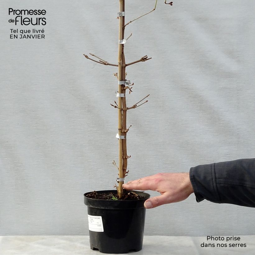 Viorne de Chine - Viburnum plicatum Kilimanjaro Sunrise Pot de 2L/3L esemplare consegnato in inverno