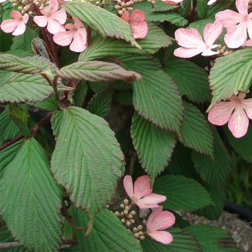 Viburnum plicatum Molly Schroeder (Fogliame)