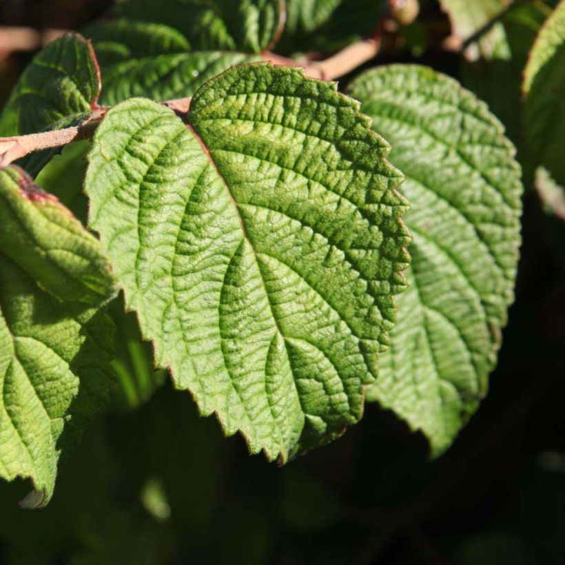 Viburnum plicatum Shasta (Fogliame)