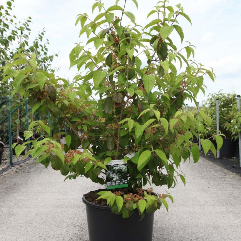 Viburnum plicatum Shasta (Porto)