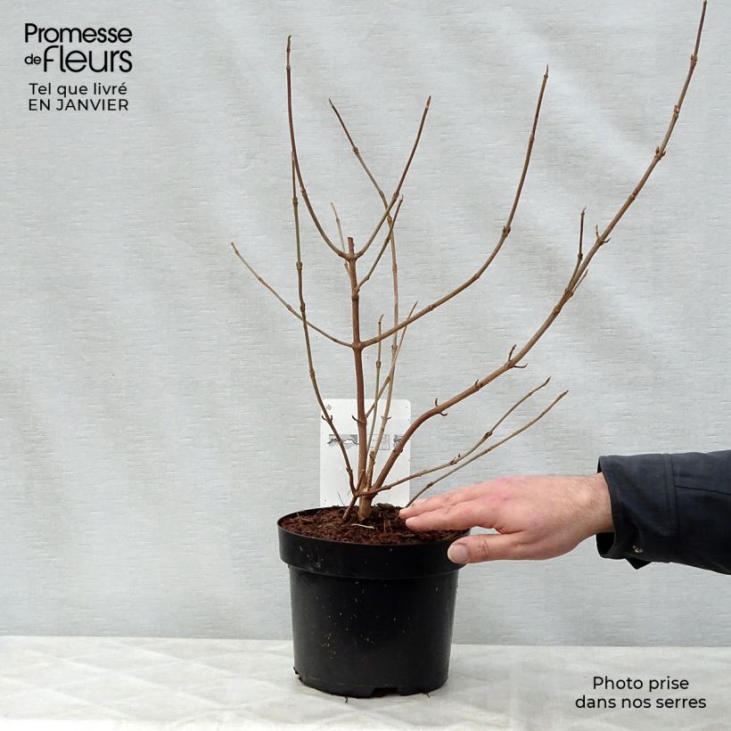 Viorne de Chine - Viburnum plicatum Shasta Pot de 3L/4L esemplare consegnato in inverno