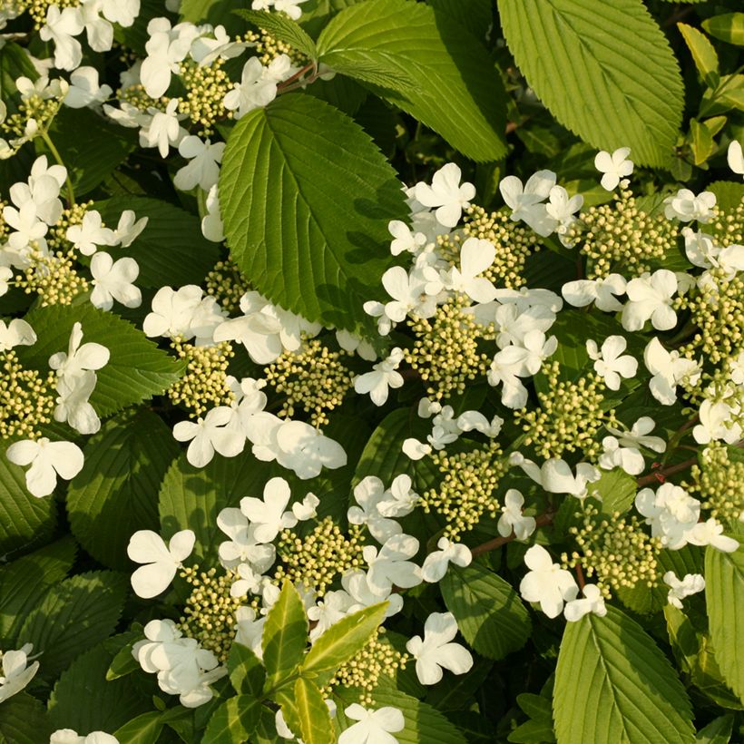 Viburnum plicatum St Keverne (Fioritura)