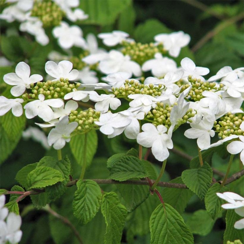 Viburnum plicatum Tomentosum (Fioritura)