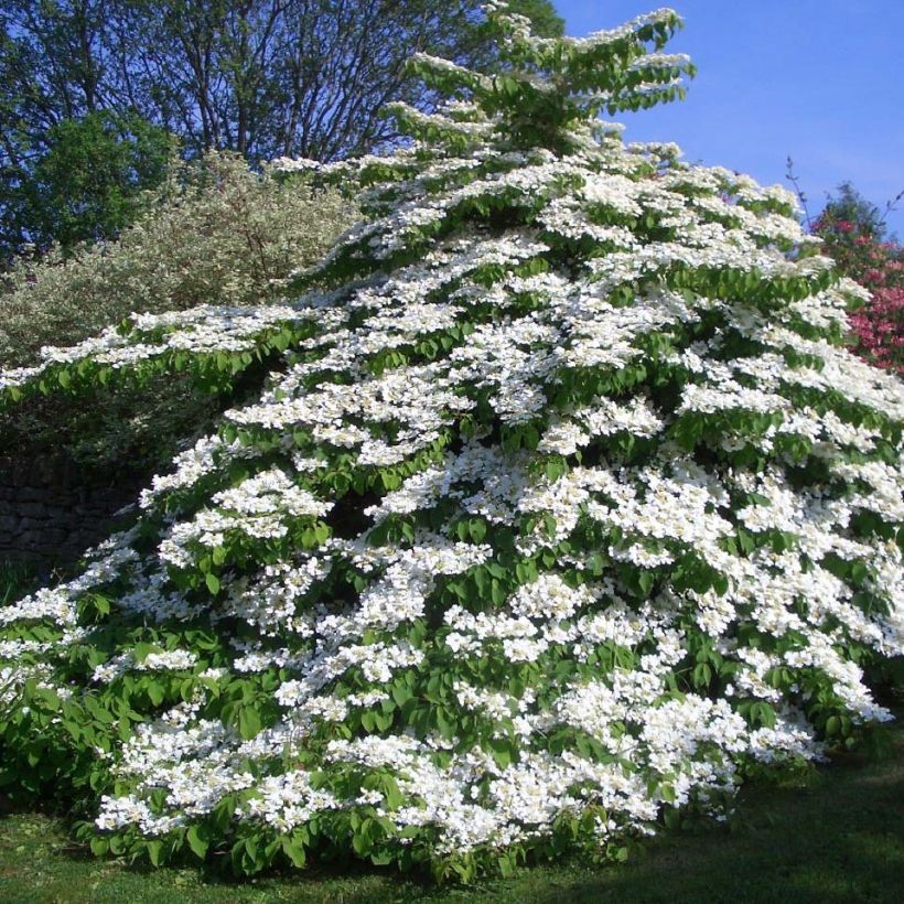 Viburnum plicatum Tomentosum (Porto)