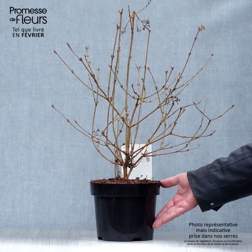 Viburnum plicatum Watanabe en pot de 3,5L esemplare consegnato in inverno