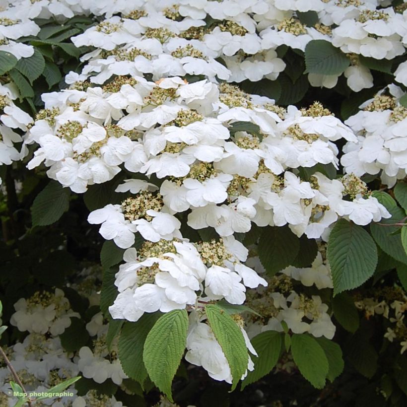 Viburnum plicatum Lanarth (Fioritura)