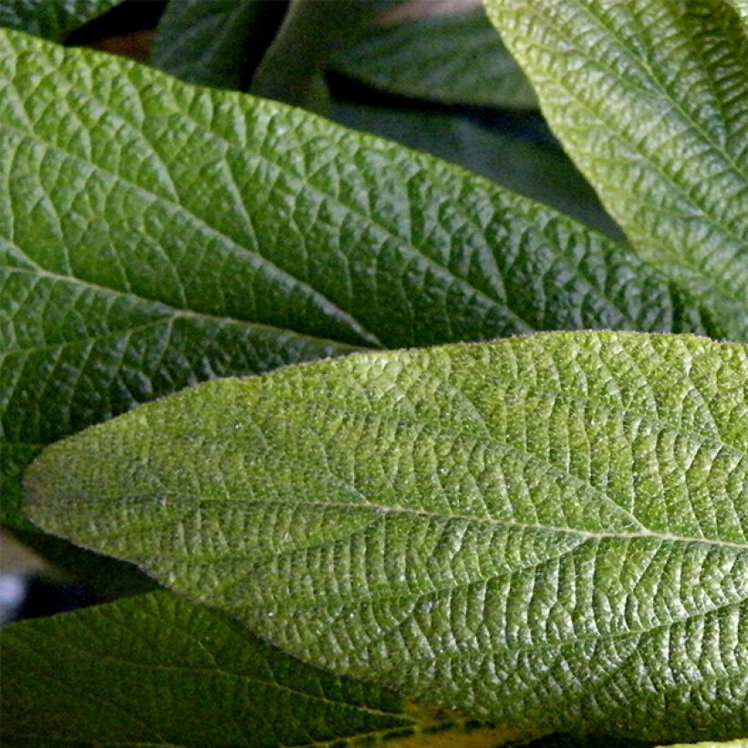 Viburnum rhytidophyllum - Viburno dalle foglie rugose (Fogliame)