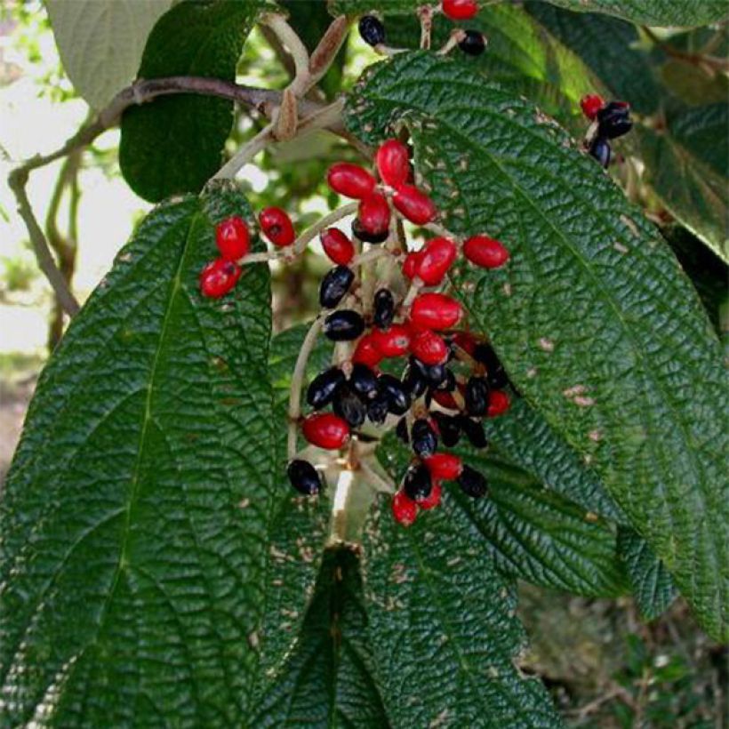 Viburnum rhytidophyllum - Viburno dalle foglie rugose (Raccolta)