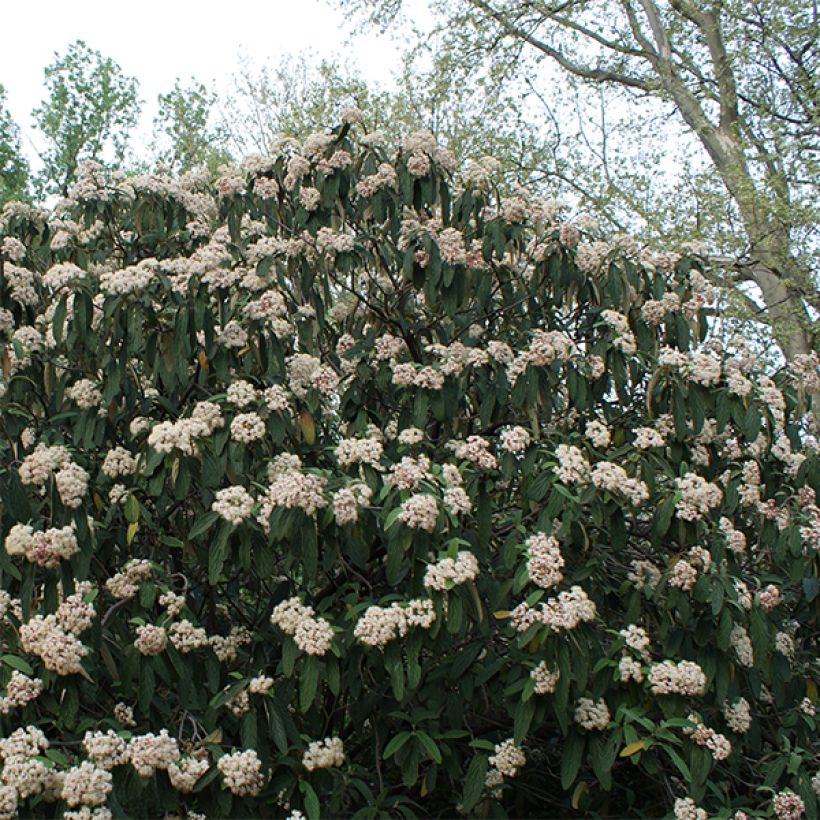 Viburnum rhytidophyllum - Viburno dalle foglie rugose (Porto)