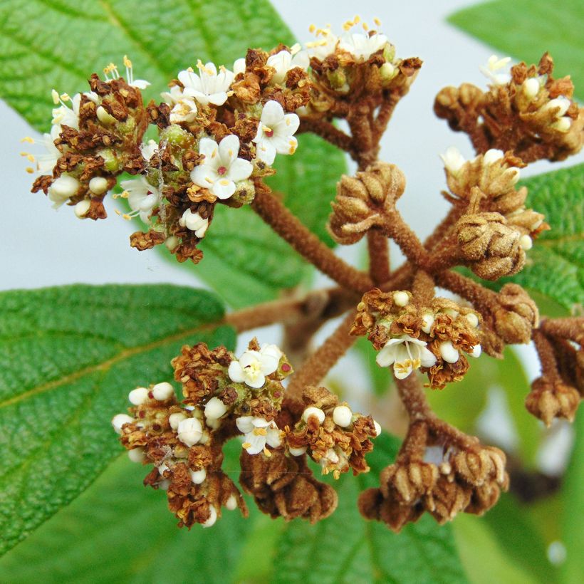 Viburnum rhytidophyllum - Viburno dalle foglie rugose (Fioritura)