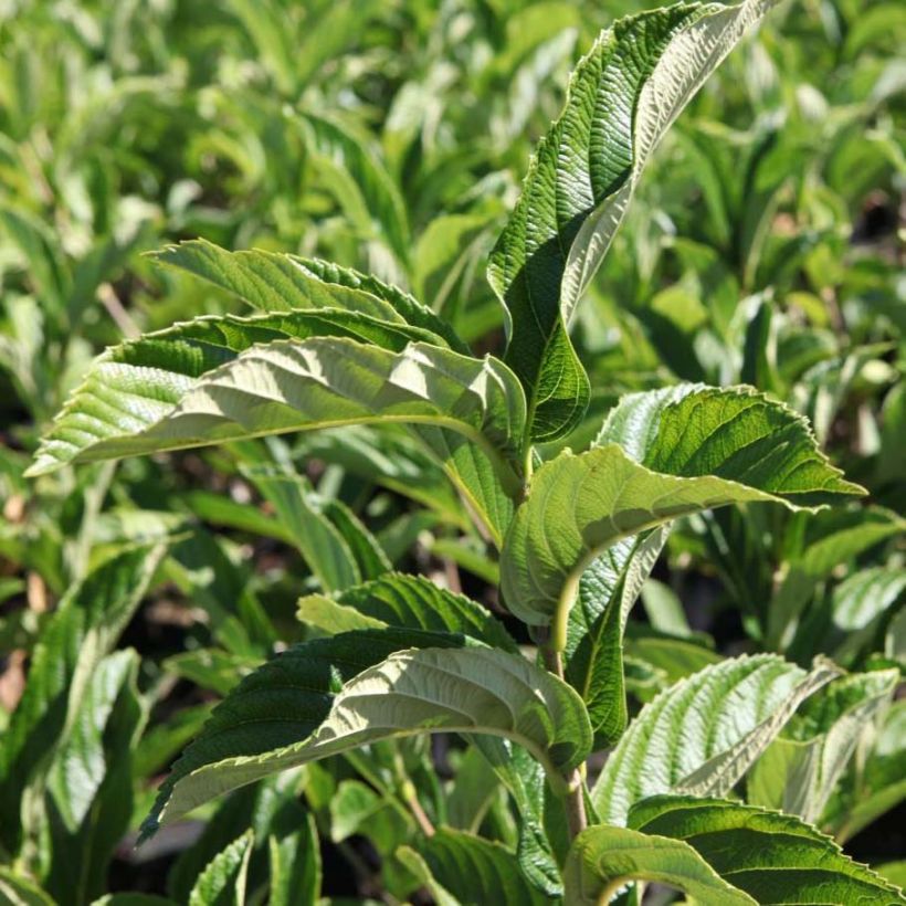 Viburnum sieboldii Seneca (Fogliame)