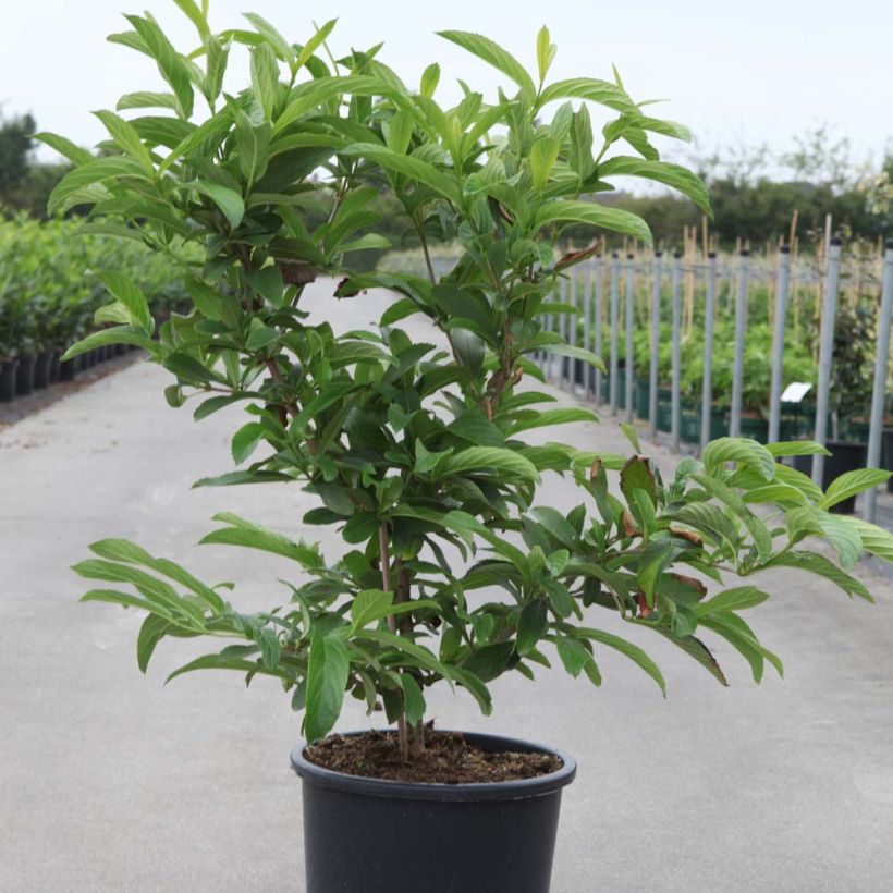 Viburnum sieboldii Seneca (Porto)