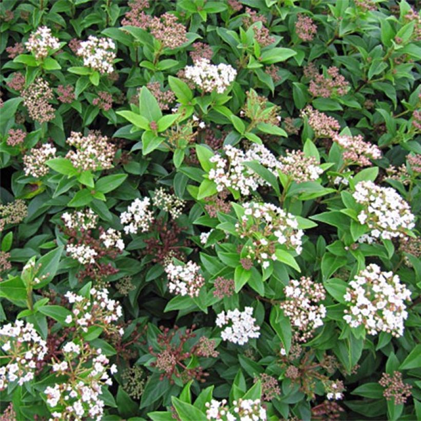 Viburnum tinus Eve Price (Fioritura)