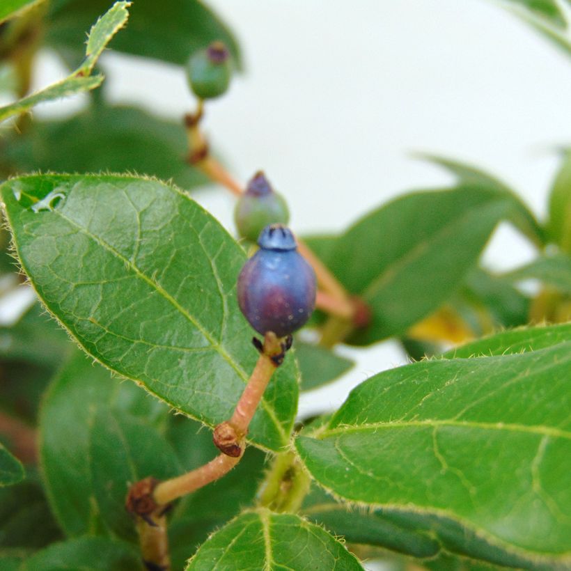 Viburnum tinus Eve Price (Raccolta)