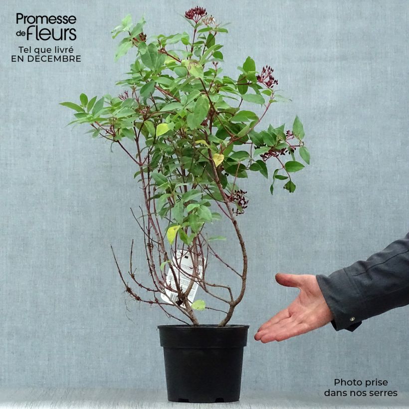 Viburnum tinus Eve Price - Laurier Tin en pot de 2L/3L esemplare consegnato in inverno