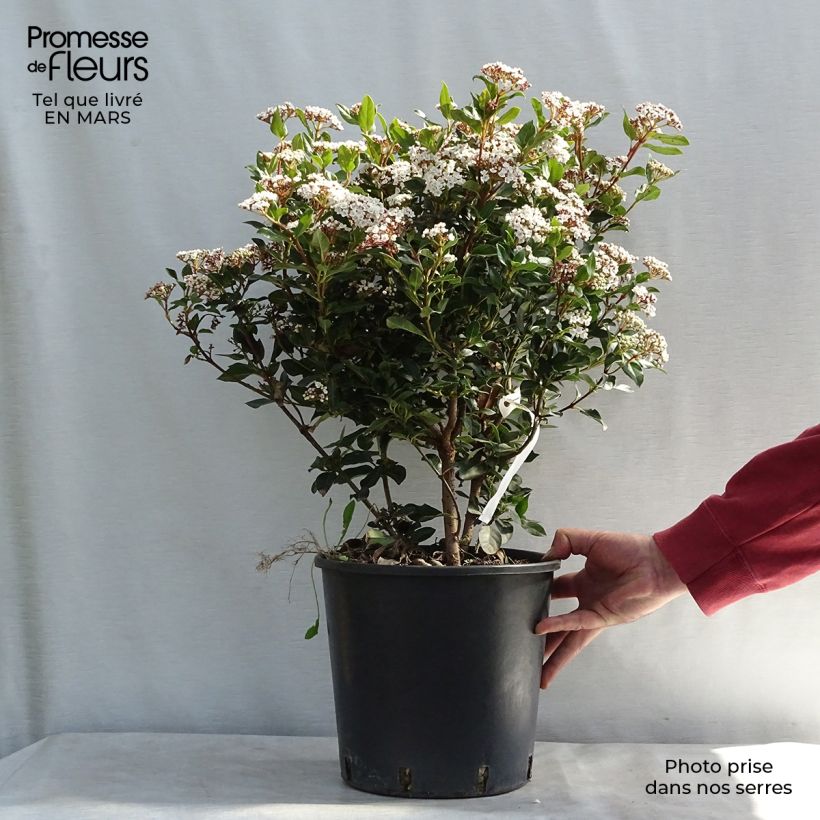 Viburnum tinus Eve Price - Laurier Tin en pot de 7,5L/10L esemplare consegnato in inverno