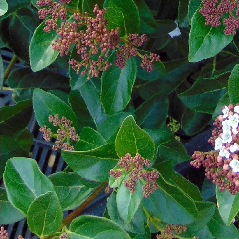 Viburnum tinus Gwenllian (Fogliame)