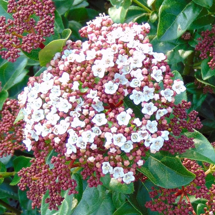 Viburnum tinus Gwenllian (Fioritura)