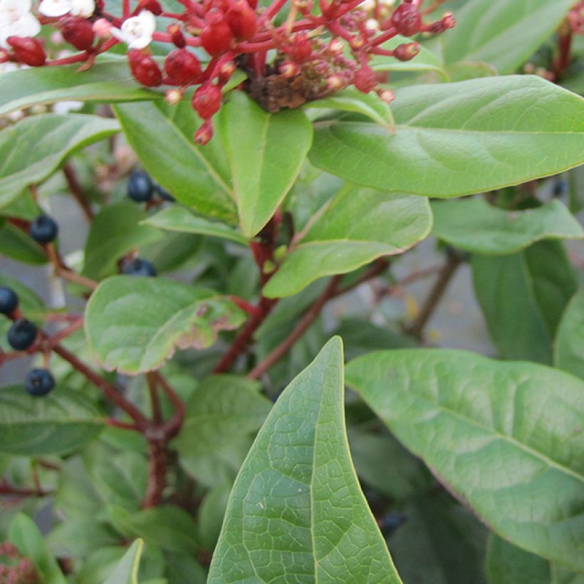 Viburnum tinus Lisarose (Fogliame)