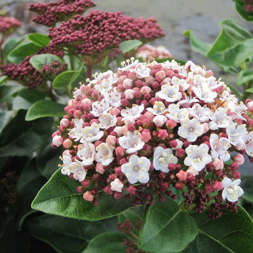 Viburnum tinus Lisarose (Fioritura)