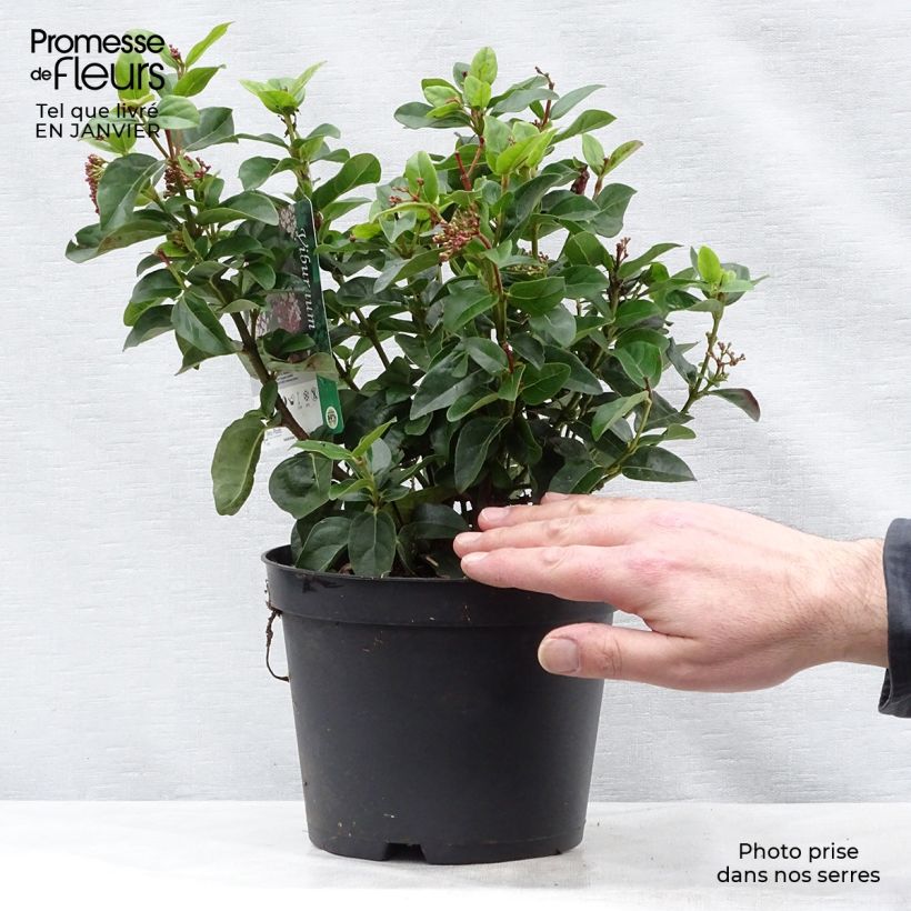 Viburnum tinus Lisarose - Pot de 3,5L esemplare consegnato in inverno