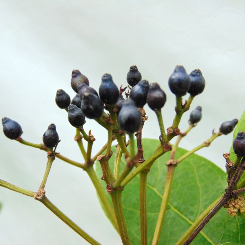 Viburnum tinus Lisarose (Raccolta)