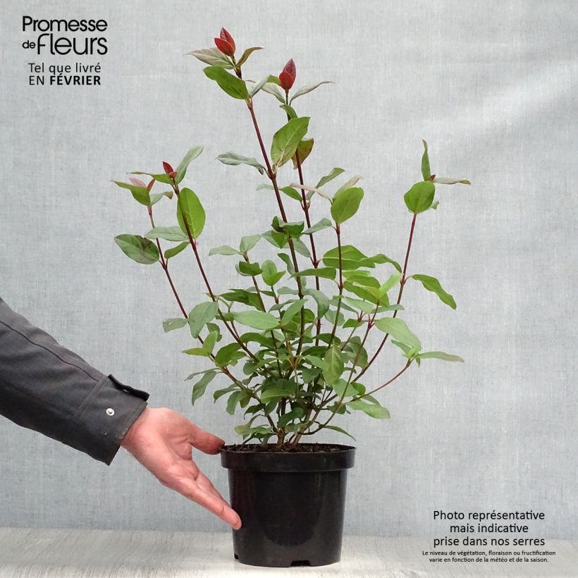 Viburnum tinus Purpureum - Viorne tin, Laurier tin  Pot de 2L/3L esemplare consegnato in inverno