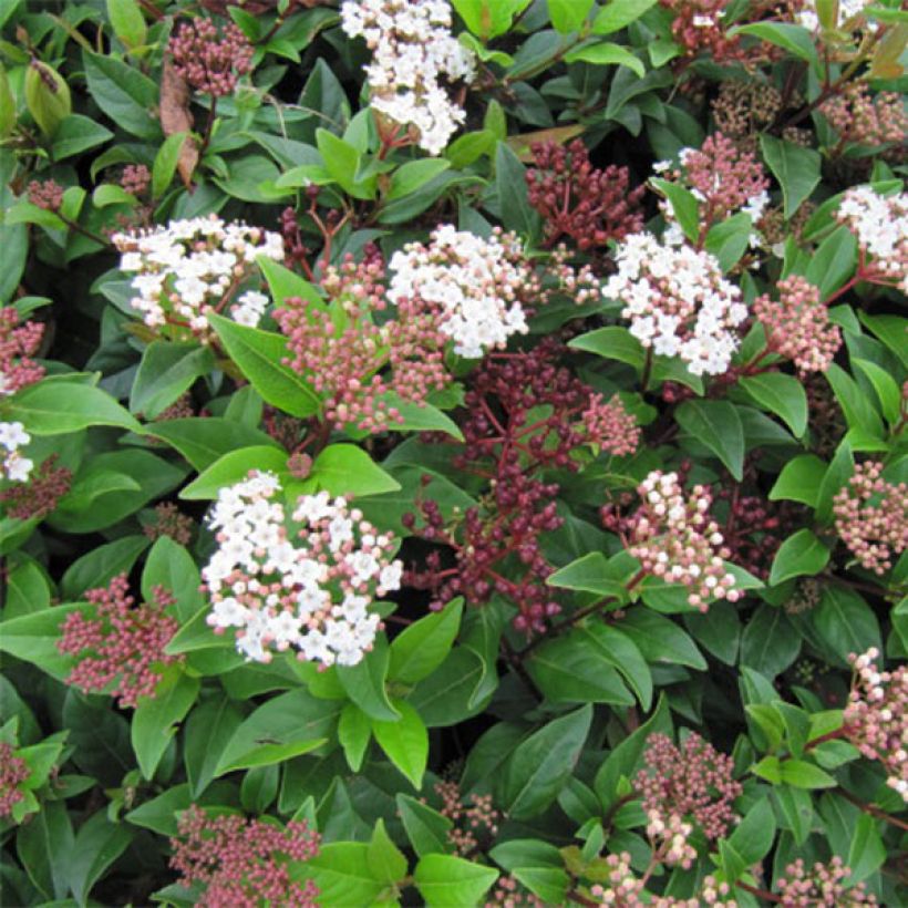 Viburnum tinus Spirit (Fioritura)