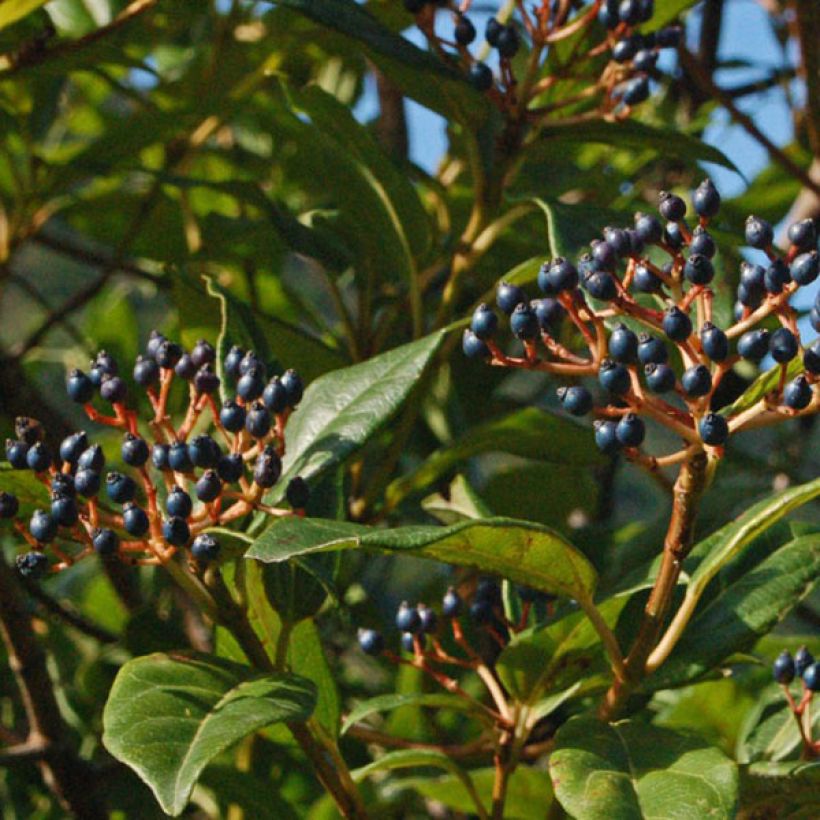 Viburnum tinus Spirit (Raccolta)