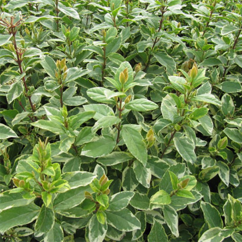 Viburnum tinus Variegatum (Fogliame)