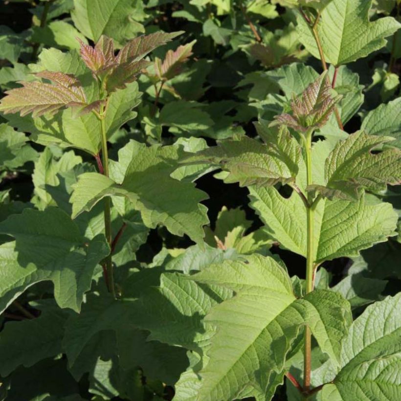 Viburnum trilobum Wentworth (Fogliame)