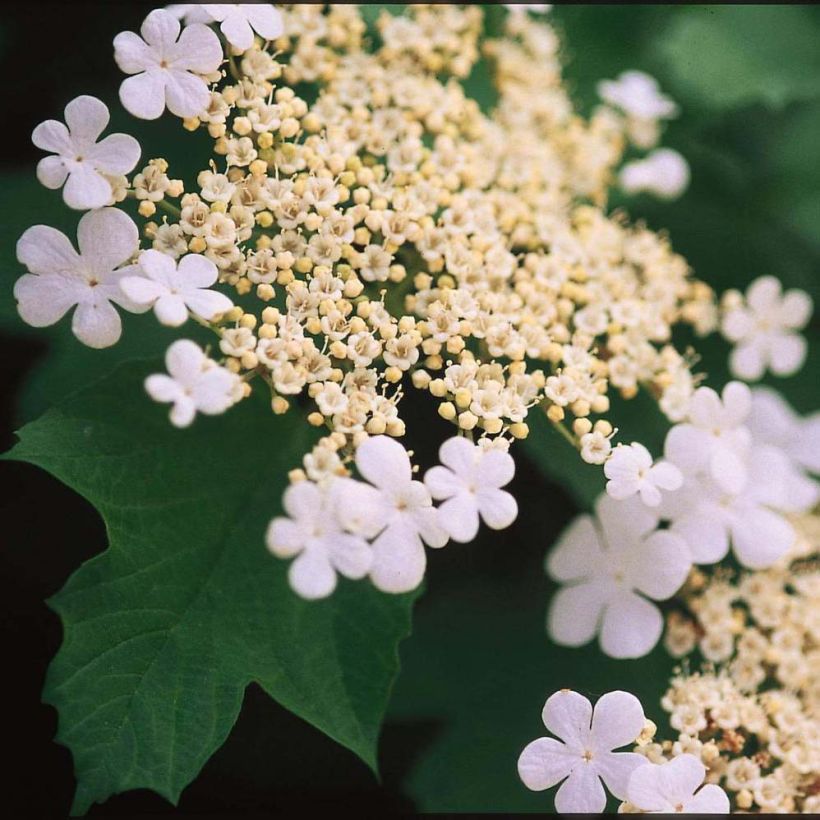 Viburnum trilobum Wentworth (Fioritura)