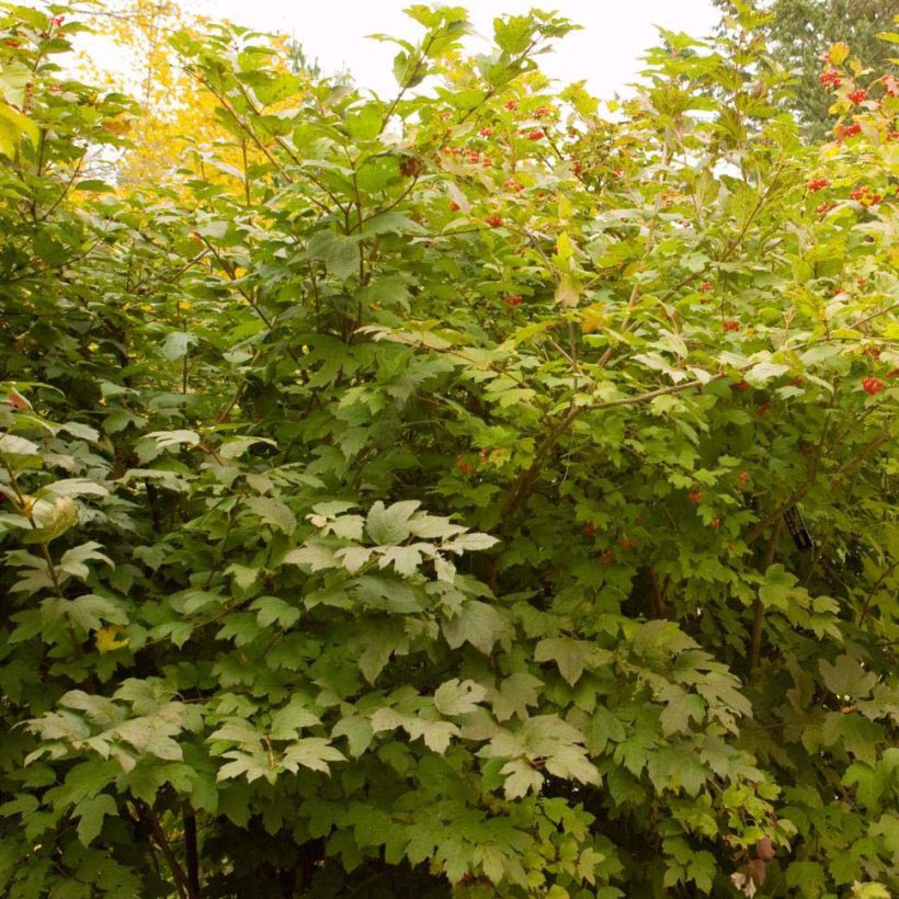 Viburnum trilobum Wentworth (Porto)