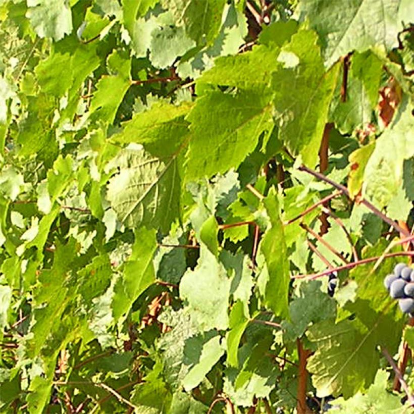 Vite Cabernet Franc (Fogliame)